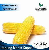 Berapa Tongkol Jagung Manis Dalam 1 Kg