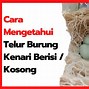 Telur Burung.Wap